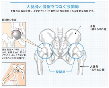 大たい骨と骨盤をつなぐ股関節